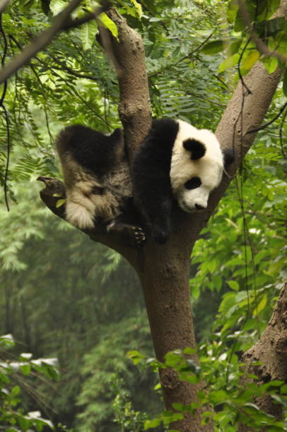 istock Giant Panda bear stock photo 1258103859