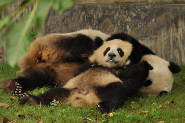 istock Giant pandas of Chengdu 1258104215