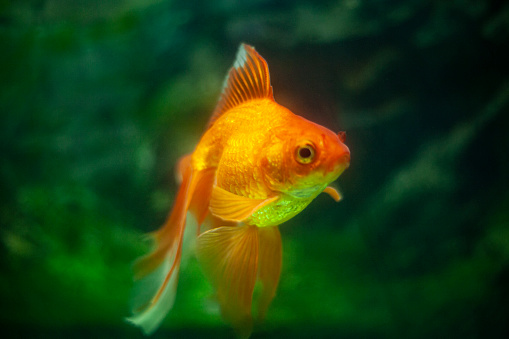 Goldfish in the aquarium. The fish looks through the glass.