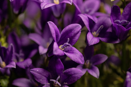 Purple Ithuriel's Spear flowers(Triteleia laxa)