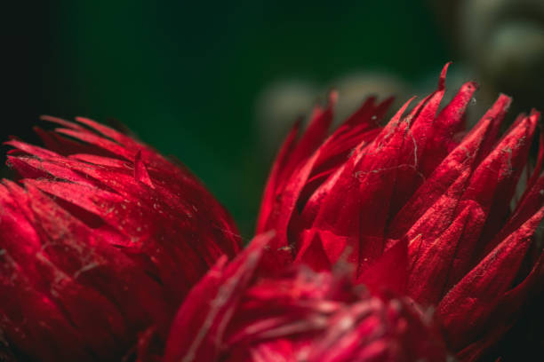 istock Expanding of cactus,garden corner decoration with cactus 1258106696