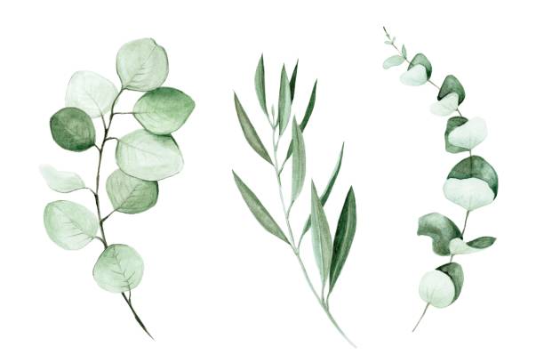 ilustrações de stock, clip art, desenhos animados e ícones de stock illustration watercolor drawing. hand-drawn eucalyptus and olive leaves and branches. clip-art for wedding decoration isolated on white background - cut flowers illustrations