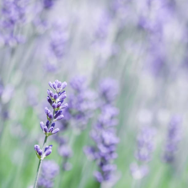 istock Soft focus on beautiful lavender flowers in summer garden 1258107883