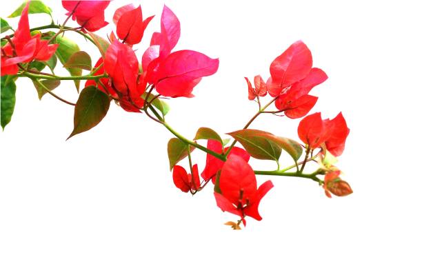 istock red flowers isolated on white, bougainvillea branch 1258107953
