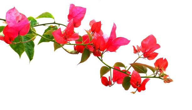 istock red flowers isolated on white, bougainvillea branch 1258107955
