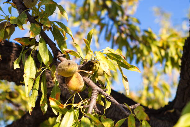Closeup of almond branches with their shell fruit for harvesting in August