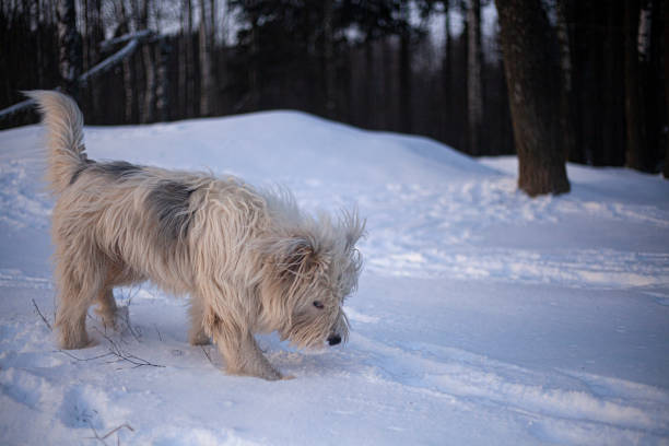 The dog walks in the winter on the street. Pet for a walk in the park. Shaggy dog.