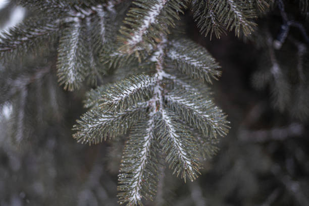 istock Fir branch in the winter. 1258111687