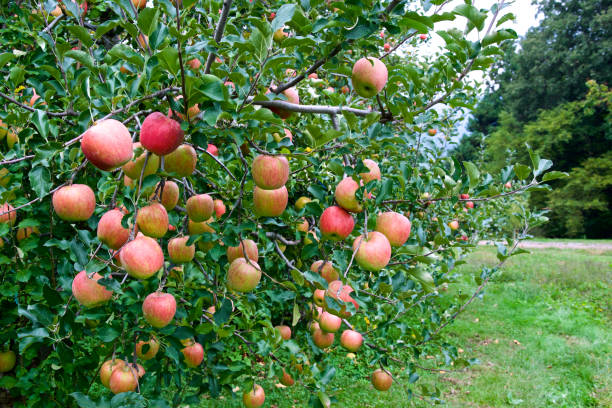 istock Delicious apples in Japanese orchard. 1258112308