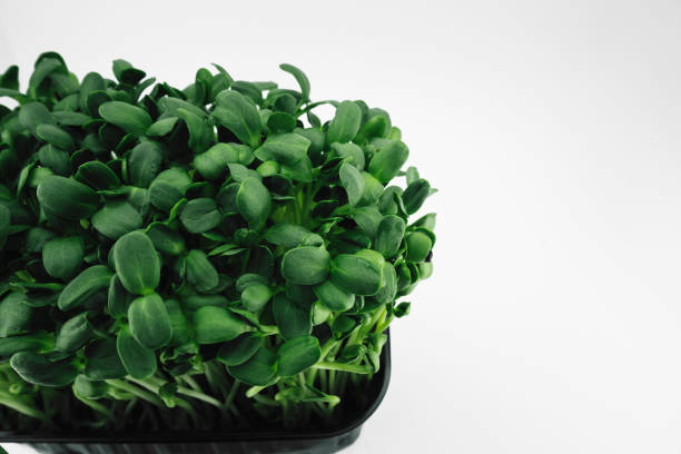 istock green sunflower sprouts on a white background top view 1258112370