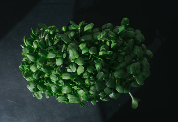 istock green sunflower sprouts on the black table, top view 1258112376