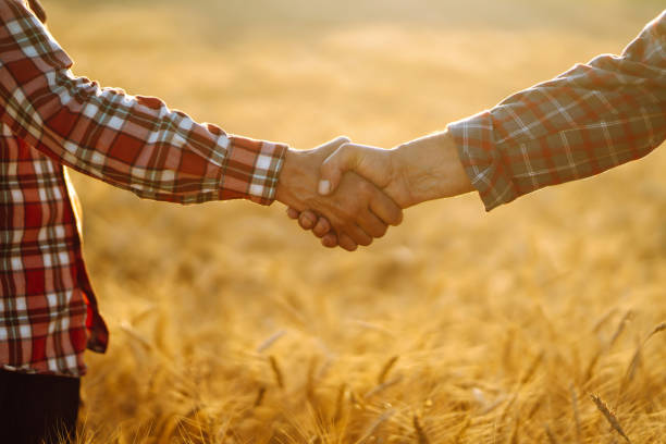 Two farmer standing and shaking hands in a wheat field.