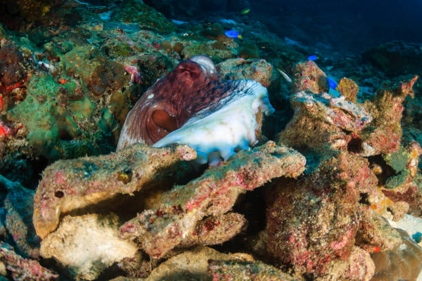 istock Common Octopus hiding amongst broken corals on a tropical reef in the Andaman Sea 1258112657