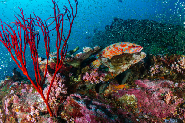 istock Coral Grouper (Coral Cod) on a colorful, underwater tropical coral reef 1258112670