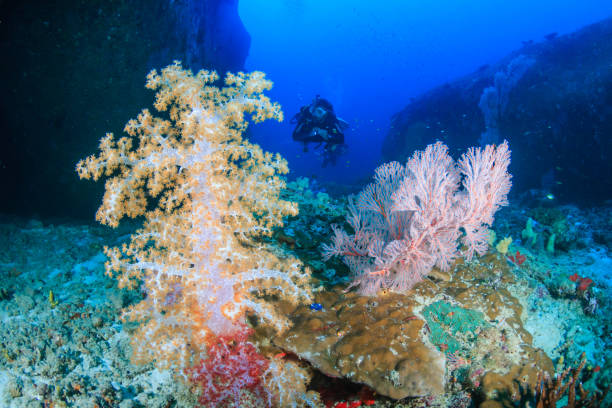 istock SCUBA diver with beautiful soft corals on a tropical reef 1258112825