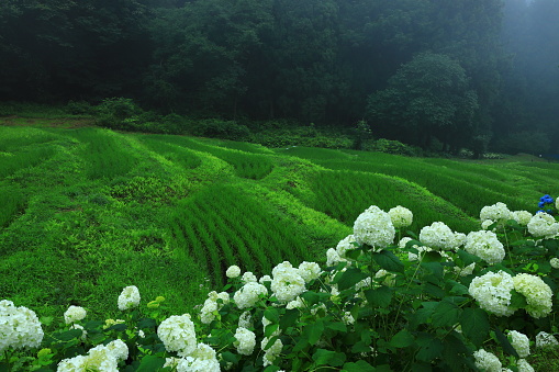 Rice terraces and hydrangea flowers