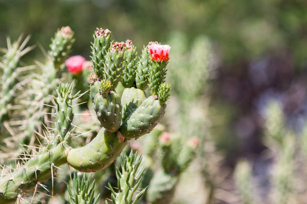 istock Wild cactus red flower - Corsica 1258113626