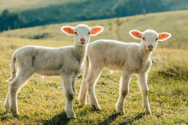 istock Two lambs on the meadow on a sunny day 1258113796