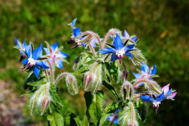 istock Close up view of borage flowers 1258113875