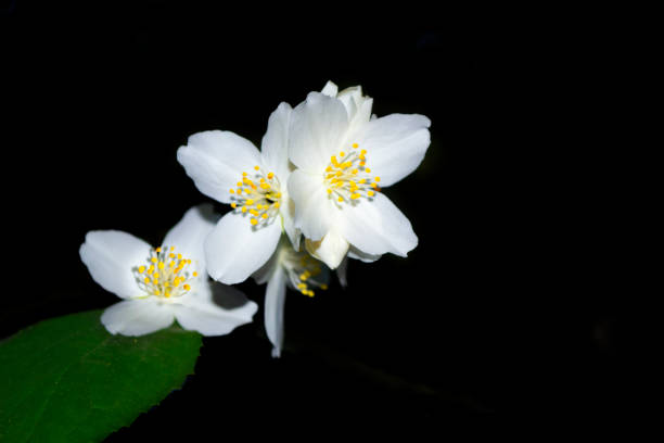 istock White jasmine. The branch delicate spring flowers. 1258113921