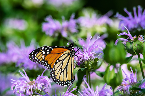 monarch on a purple flower