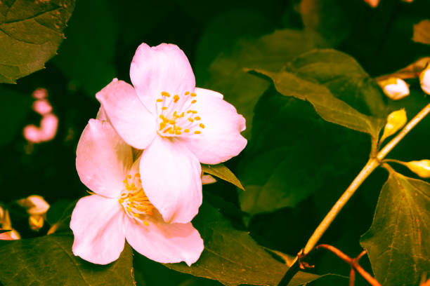 White jasmine. The branch delicate spring flowers. nature