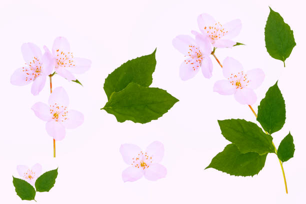 istock White jasmine. The branch delicate spring flowers 1258114063