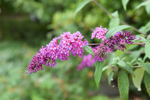 Beautiful budrea flowers in the garden. Budrea is a flower that loves butterflies. buddleia blue stock pictures, royalty-free photos & images