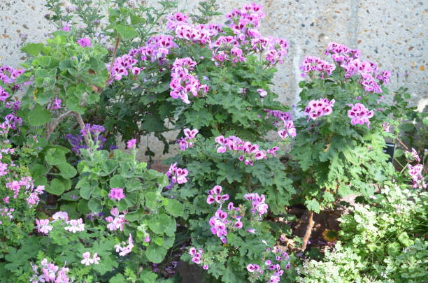 gruppe von lebendigen rosa lila pelargonium blumen, bekannt als geranien oder storchenschnabel und frische grüne blätter in kleinen töpfen in einem sonnigen frühlingstag, mehrfarbige natürliche textur - 3448 stock-fotos und bilder