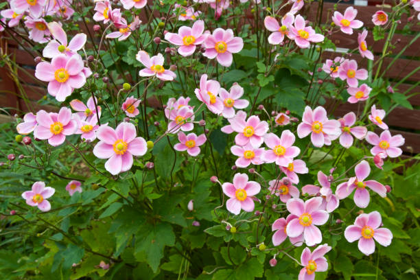 красивый анемон hupehensis цветут в саду. - autumn backdrop beautiful flower head стоковые фото и изображения