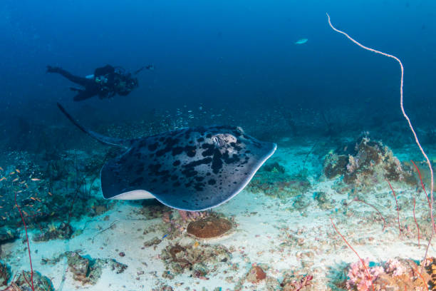 istock Huge Marble Stingray underwater with a background SCUBA diver on a deep, tropical coral reef 1258114960
