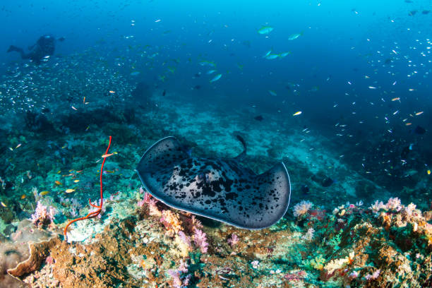 istock Huge Marble Stingray underwater with a background SCUBA diver on a deep, tropical coral reef 1258114986