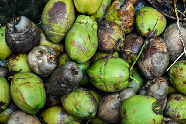 istock Pile of green and dry coconuts in Kerala. Image for background. Selective focus applied. 1258115184