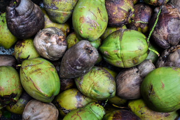 istock Pile of green and dry coconuts in Kerala. Image for background. Selective focus applied. 1258115239