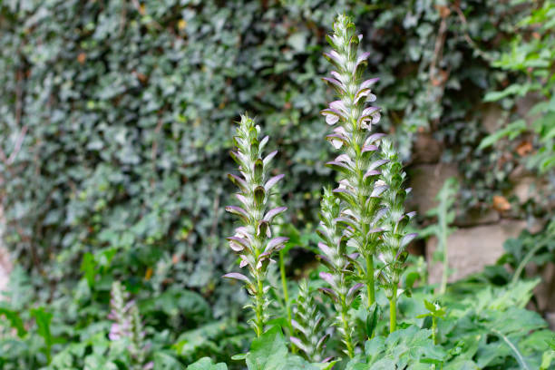 Acanthus Mollis Also Known As Bears Breeches Sea Dock Bearsfoot Oyster  Plant Or Wahrer Baerenklau Stock Photo - Download Image Now - iStock