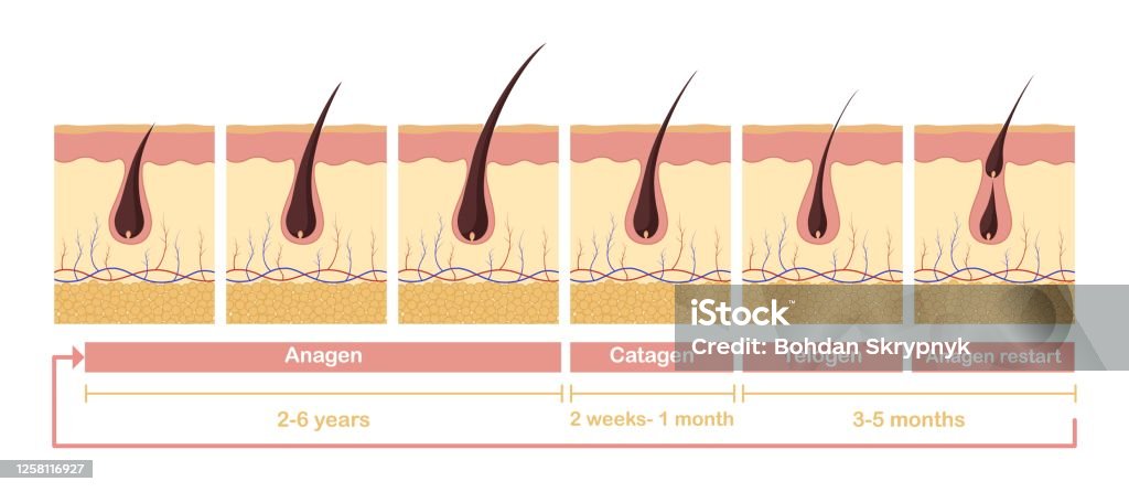 Hair Growth Cycle Illustration Anatomical Diagram Of Development Hair  Follicles From Anagen Telagen Stock Illustration - Download Image Now -  iStock