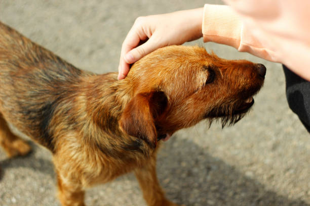 istock Girl helping homeless dog 1258117900