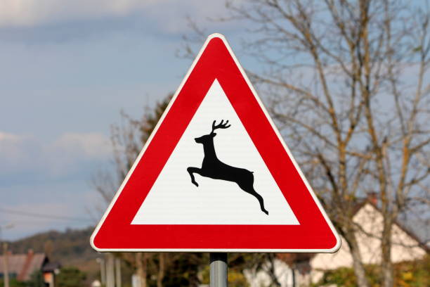 Moose warning sign by a road through a swedish forest as a car passes by in the background.