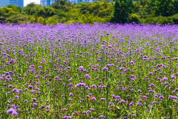 istock plants in the summer air 1258118026