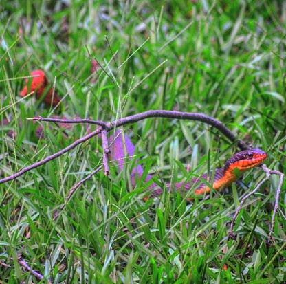 Lively red bellied water snake advancing off a path into the forested areas