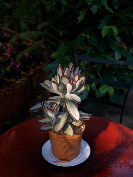 istock Succulent in The Pot on The Table 1258119008