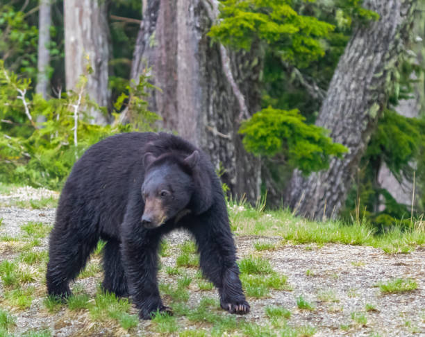 istock Black Bear in the Wild 1258119141