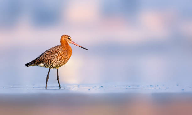 Black-Tailed Godwit is a distinctive and elegant bird
