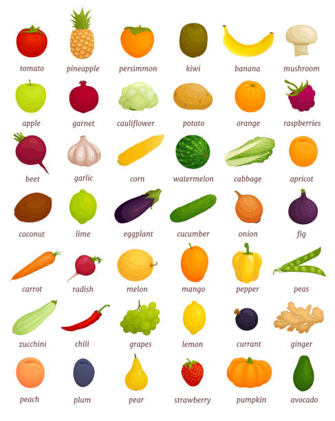 What vegetables and fruits look like. Various foods with names. Vector educational poster. A large set of different vegetables and fruits with titles. Educational poster on what a particular food looks like. Banner with whole vegetables and fruits. Detailed traced foods isolated on white background. Vector illustration. fruit clipart stock illustrations