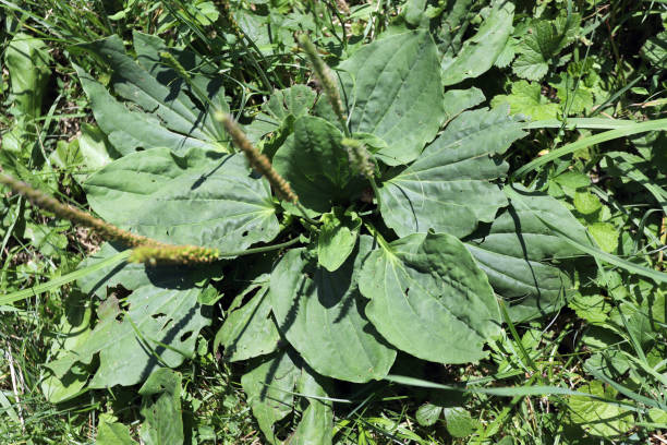 plantago maggiore - plantain major herb greater foto e immagini stock