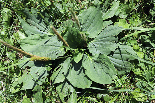 Plantago, Greater plantain (Plantago major) or fleaworts. Plantago is a genus plant.
