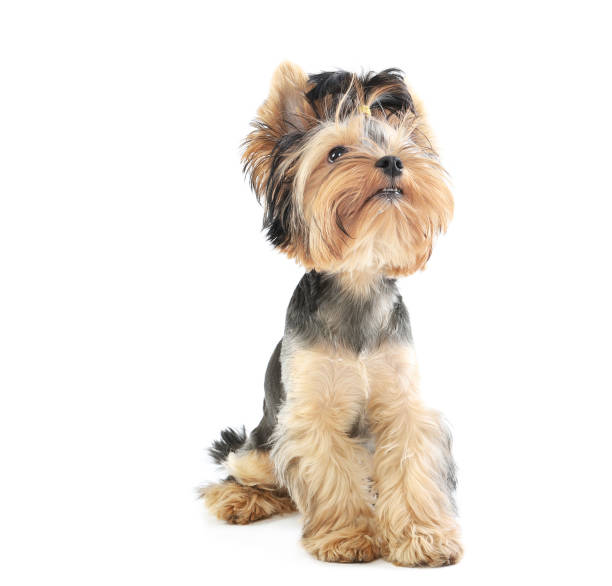istock Beautiful Yorkshire terrier puppy sitting on a white background 1258122661