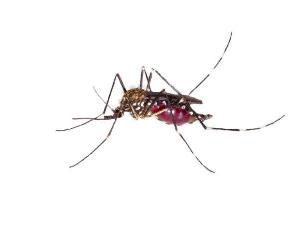 Mosquito, Asian tiger mosquito, Aedes albopictus (Stegomyia albopicta)Mosquito, Asian tiger mosquito, Aedes albopictus (Stegomyia albopicta), forest mosquito Tiger mosquito full of blood – closeup isolated on white background mosquito filled with blood stock pictures, royalty-free photos & images