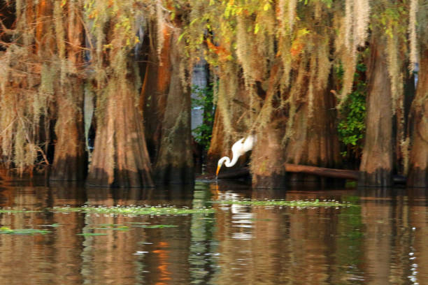 Spanish moss draped cypress trees in still reflected water