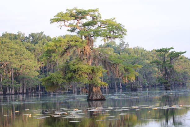 istock Spanish moss draped cypress trees in still reflected water 1258123964